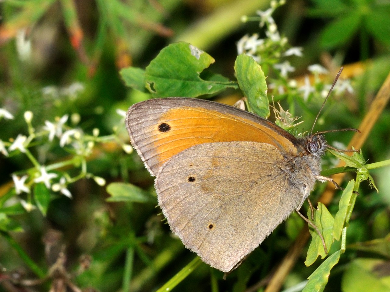 ID Lepidottero 1 - Maniola jurtina